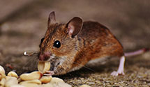 24 Hour & Emergency Exterminators in Kezar Falls, ME